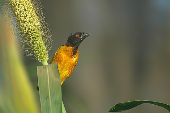 Village Weaver.JPG